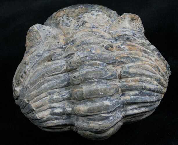 Bargain Enrolled Drotops Trilobite - Around #7951